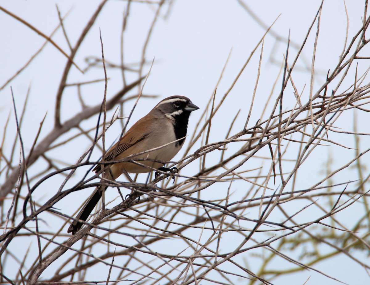 Black-throated Sparrow - Diana Spangler