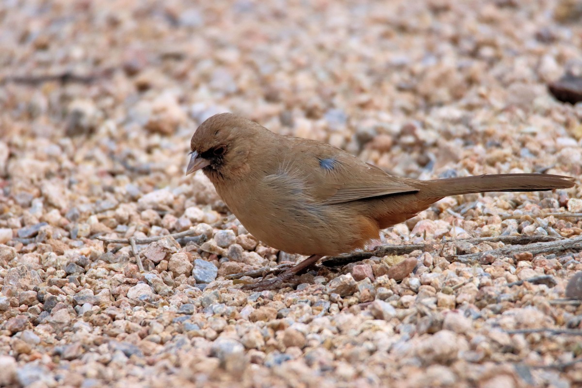 Abert's Towhee - ML212298191