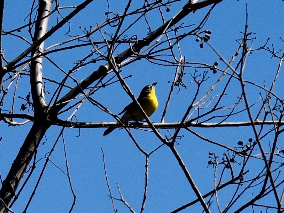 Yellow-breasted Chat - laura endt