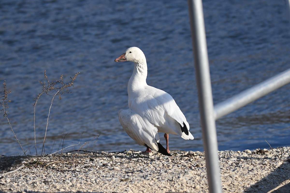 Snow Goose - ML212301521