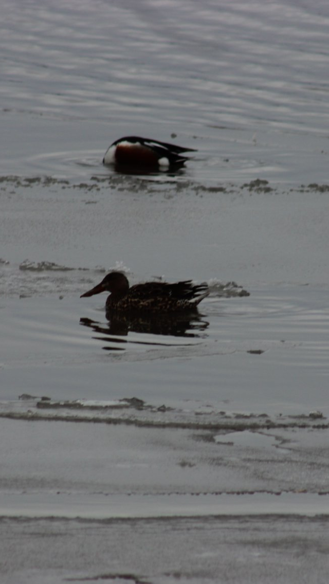 Northern Shoveler - ML212303361