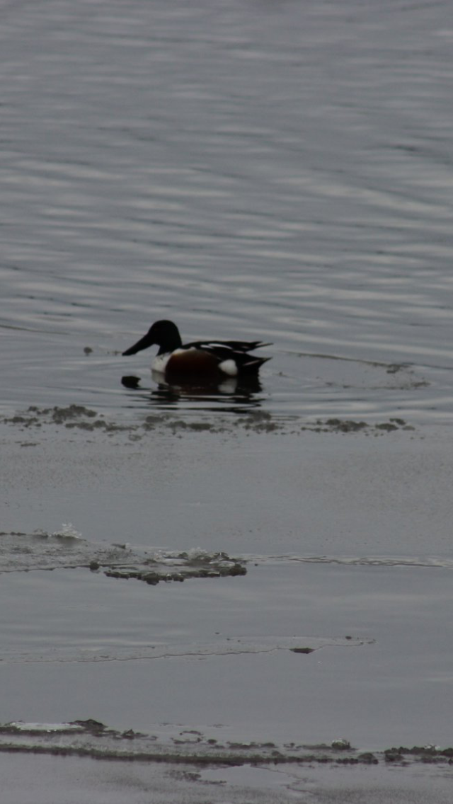 Northern Shoveler - ML212303381