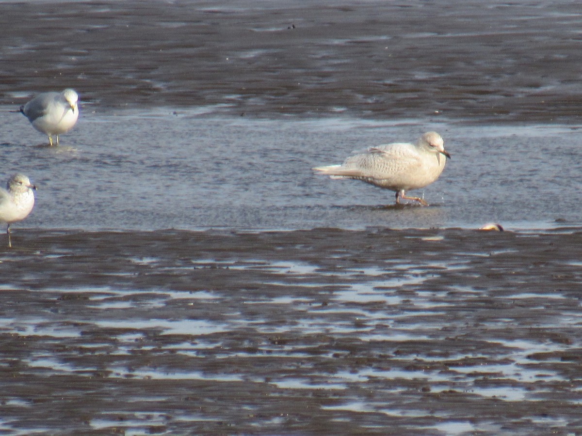 Iceland Gull - ML212305281