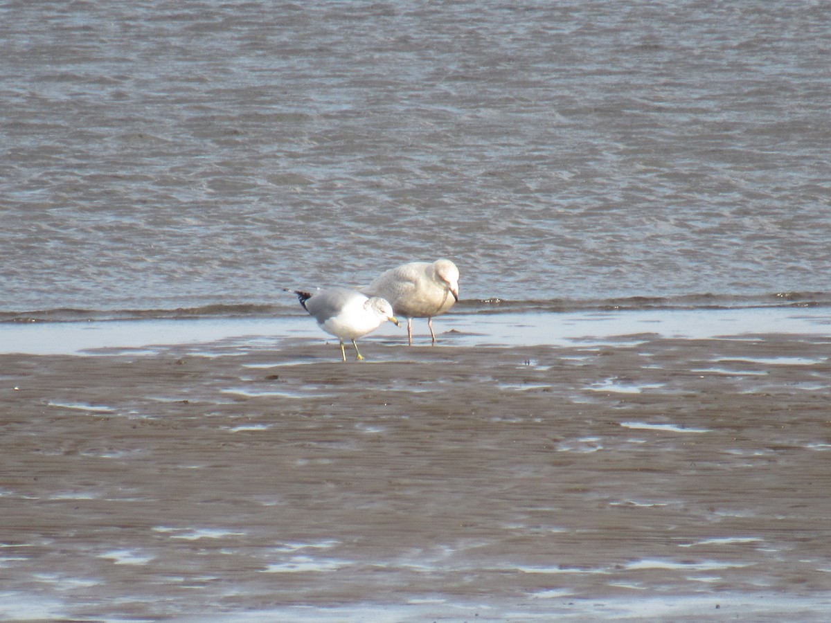 Iceland Gull - ML212305291