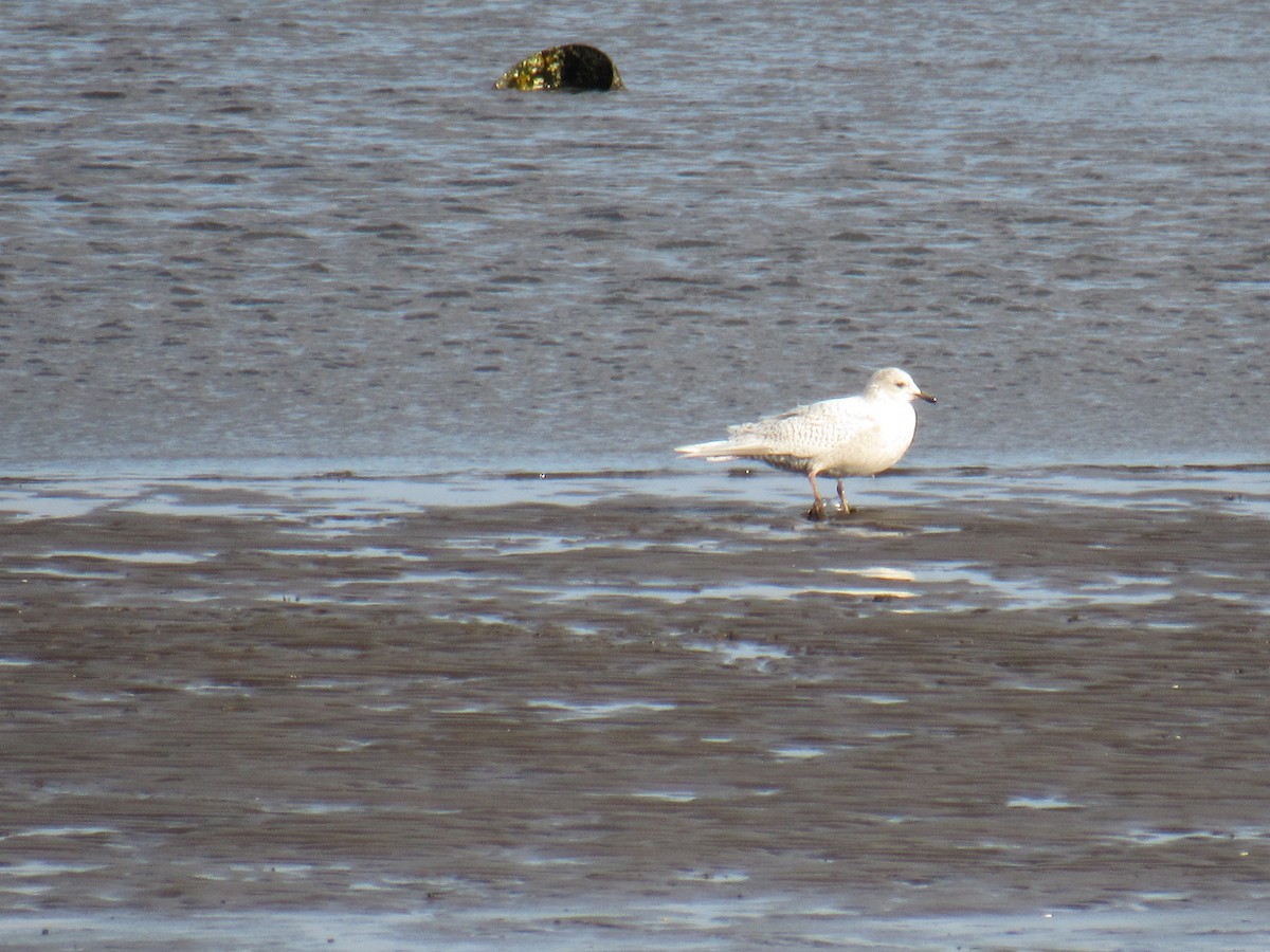 Iceland Gull - ML212305321