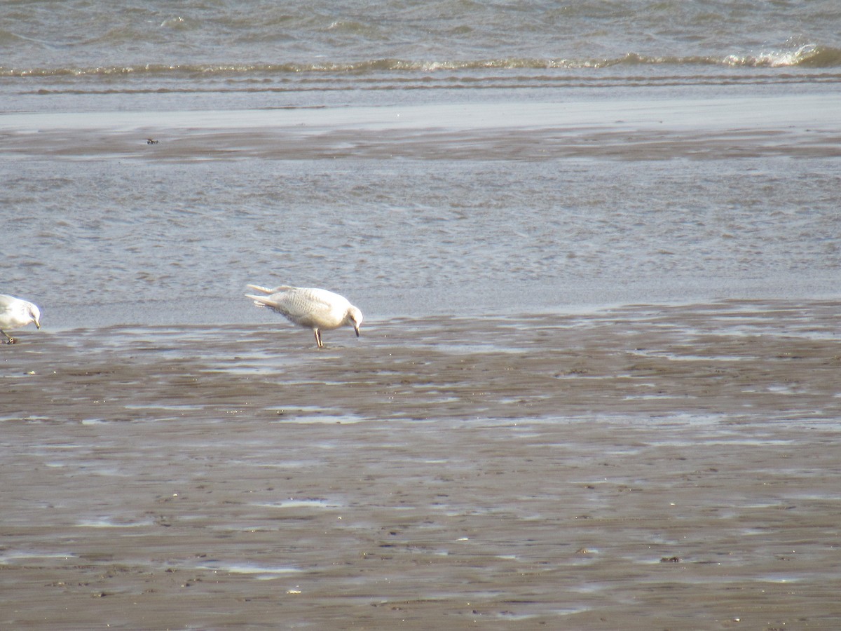 Iceland Gull - ML212305331