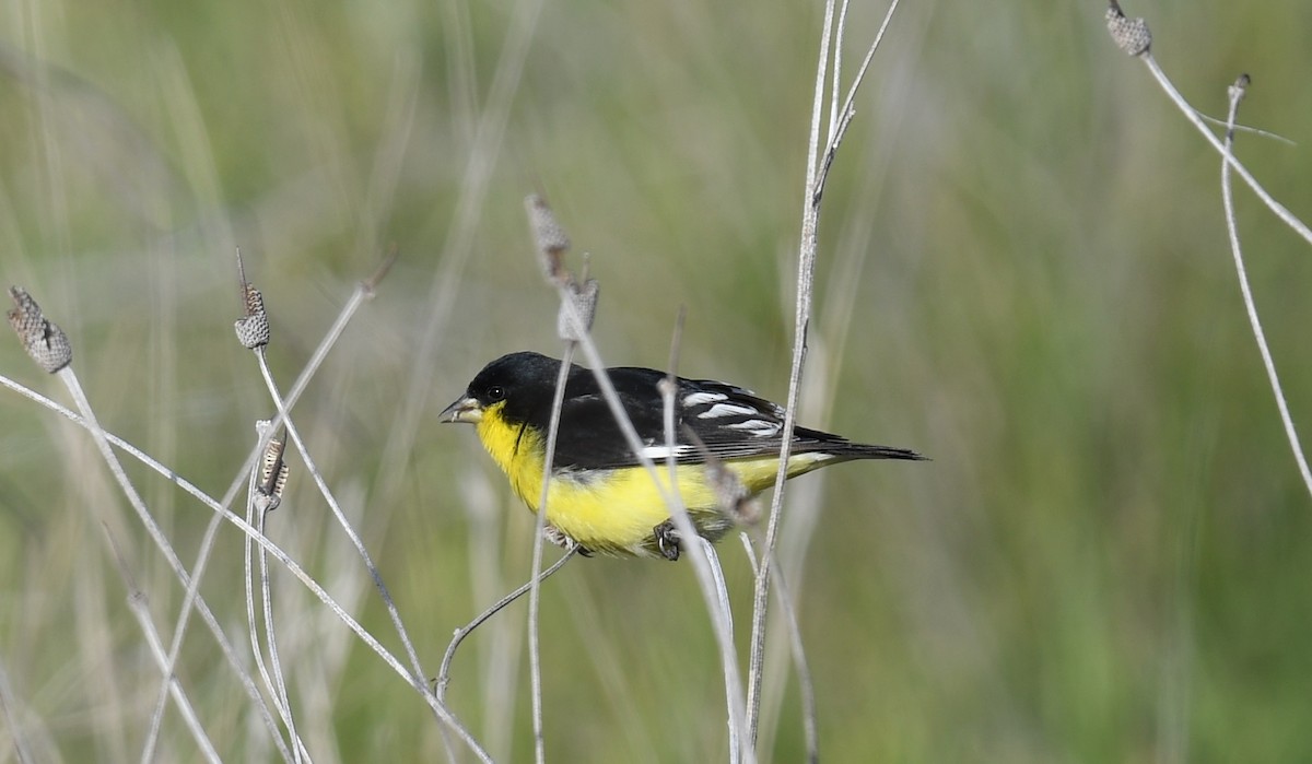 Lesser Goldfinch - ML212306681