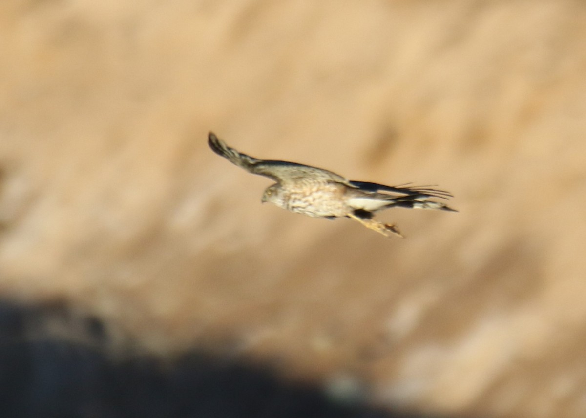 Sharp-shinned Hawk - ML212307641