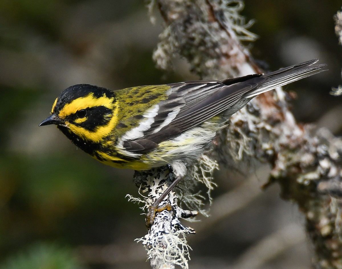 Townsend's Warbler - ML212308311