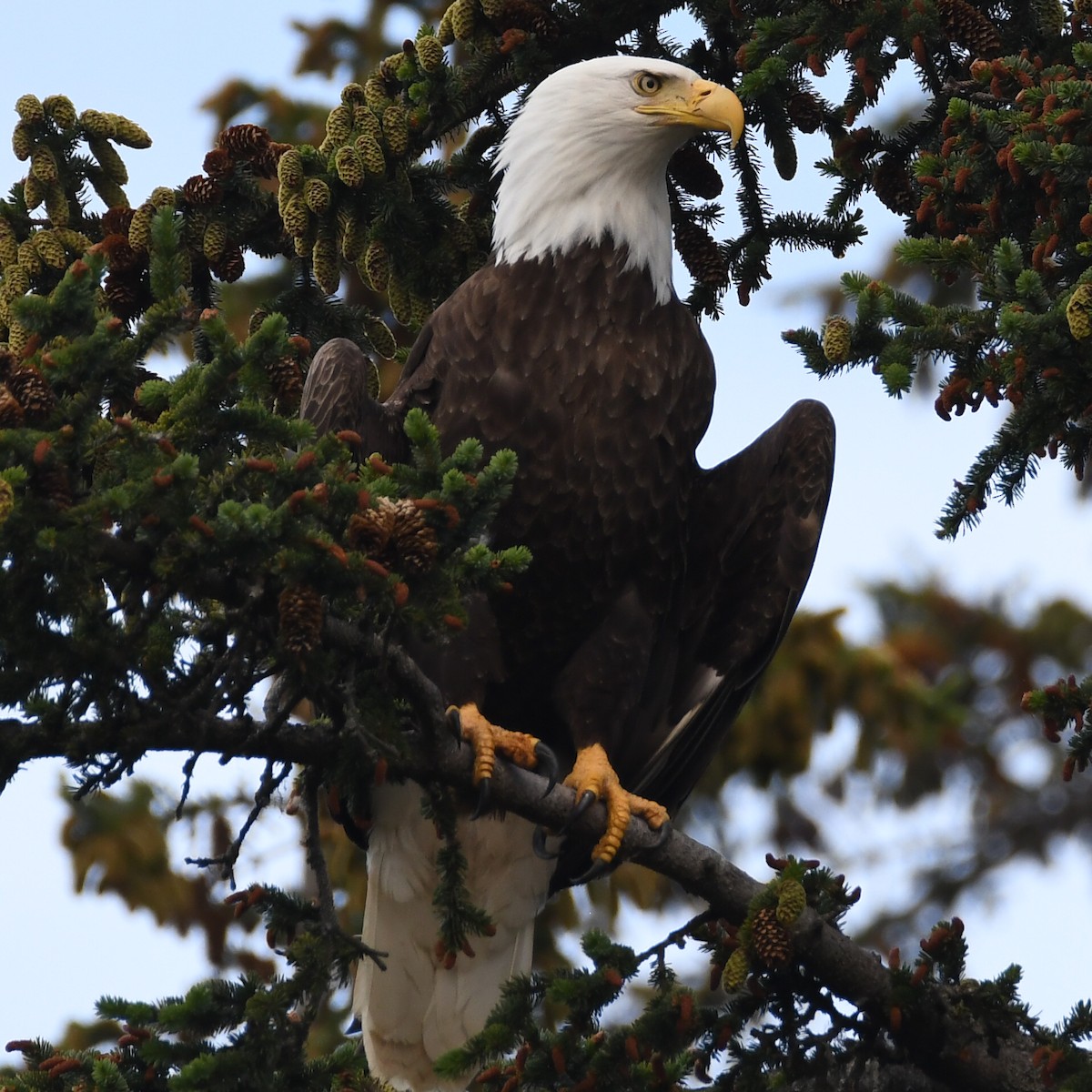 Bald Eagle - ML212308441