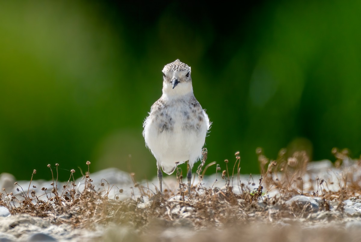 Double-banded Plover - ML212309231