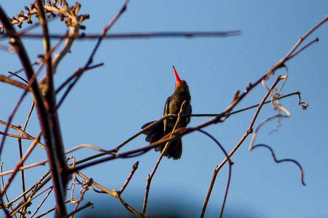 kolibřík savanový - ML212309691