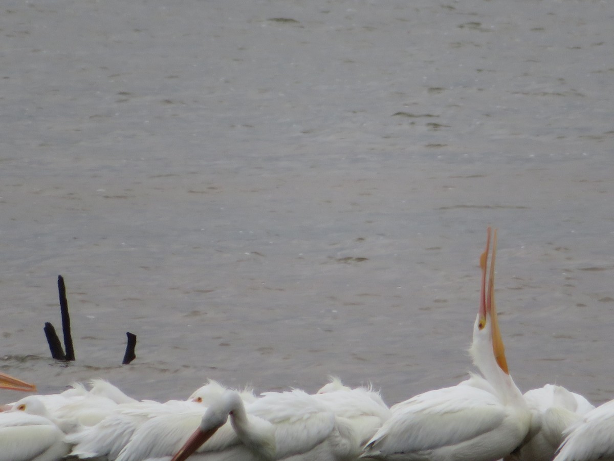 American White Pelican - ML212310031