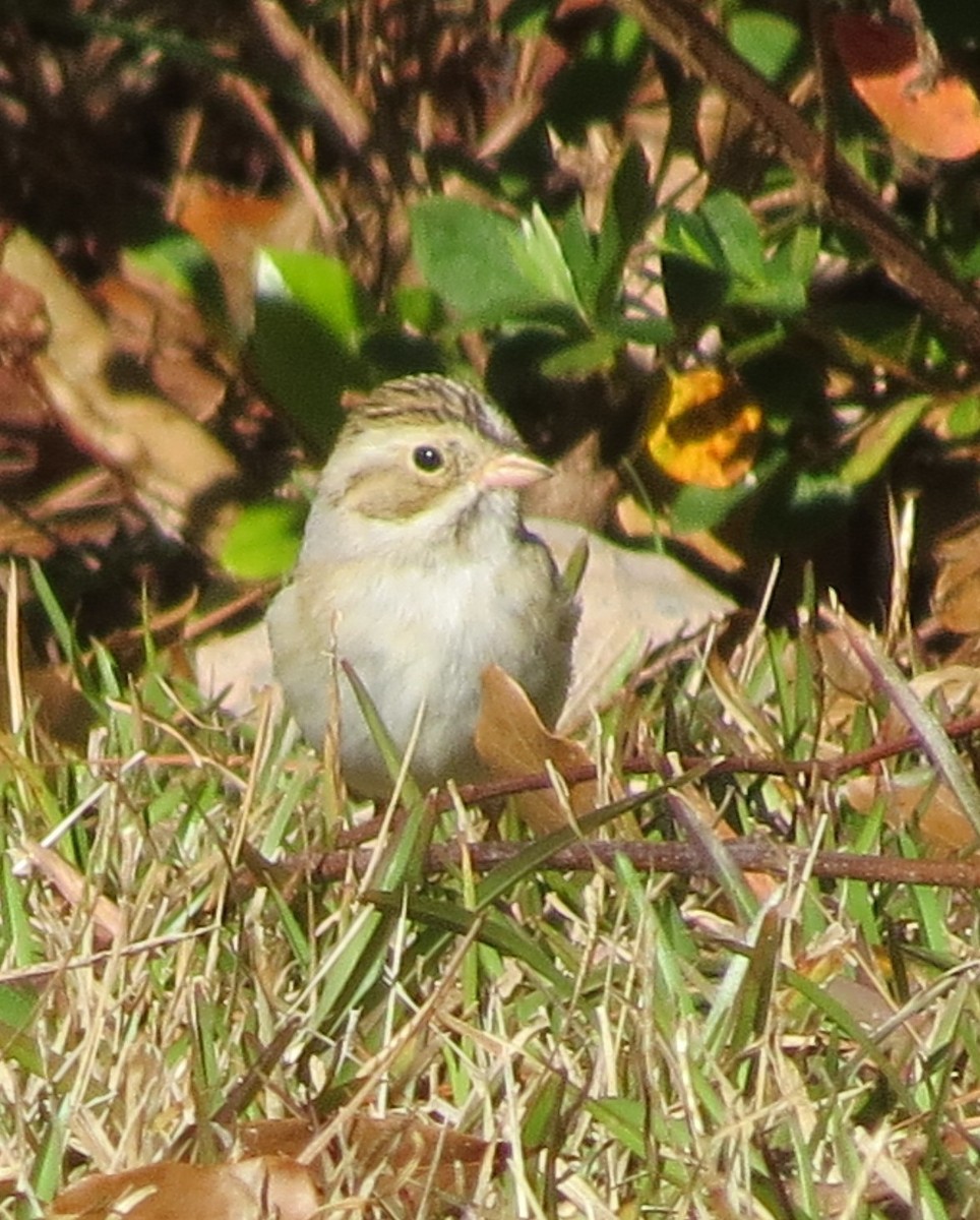 Clay-colored Sparrow - ML212310661