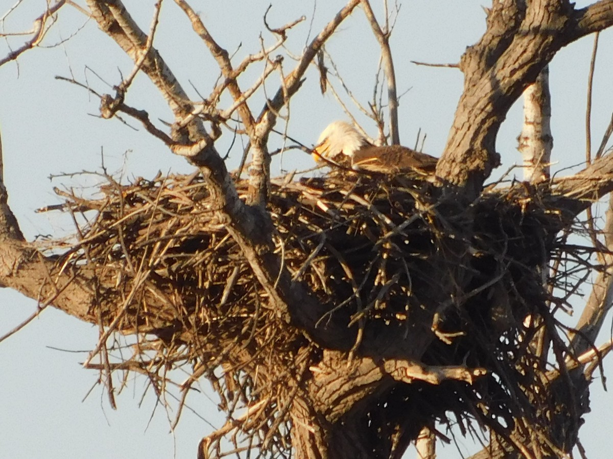 Weißkopf-Seeadler - ML212310761