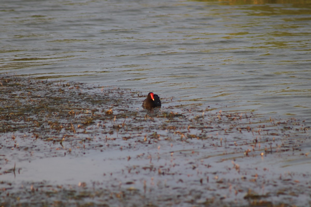 Common Gallinule - ML212312261