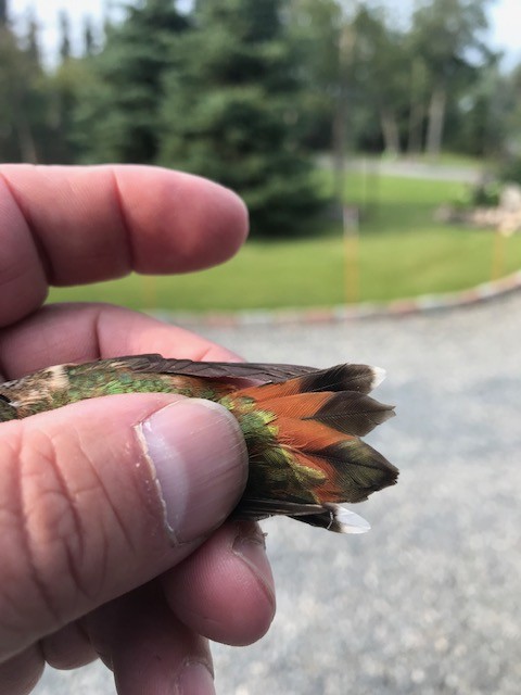 Rufous Hummingbird - ML212312521