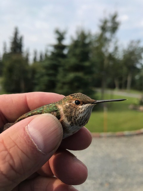 Rufous Hummingbird - ML212312541