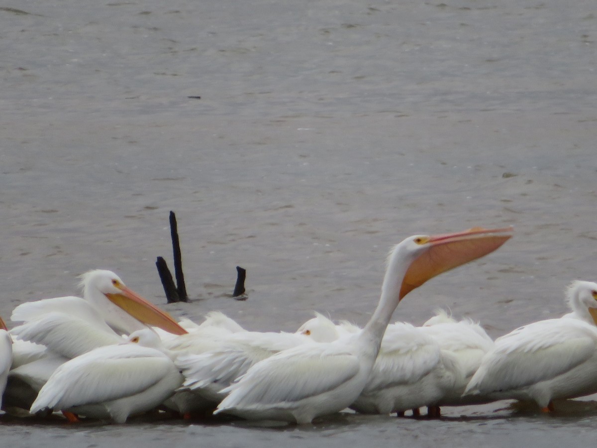 American White Pelican - ML212312661