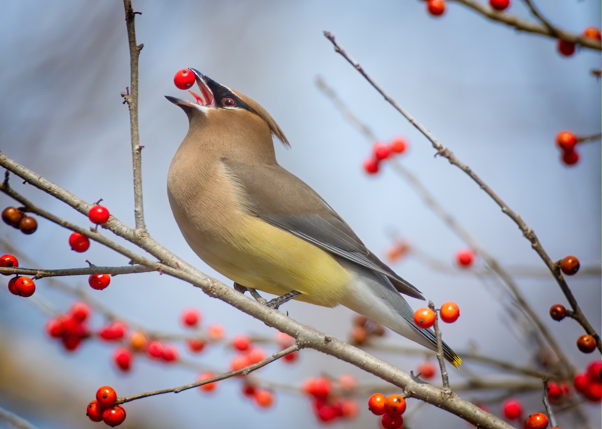 Cedar Waxwing - ML212313261