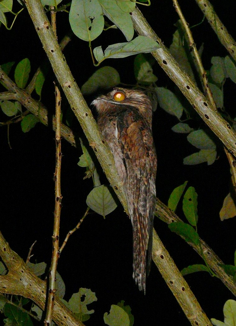 Northern Potoo - ML212313541