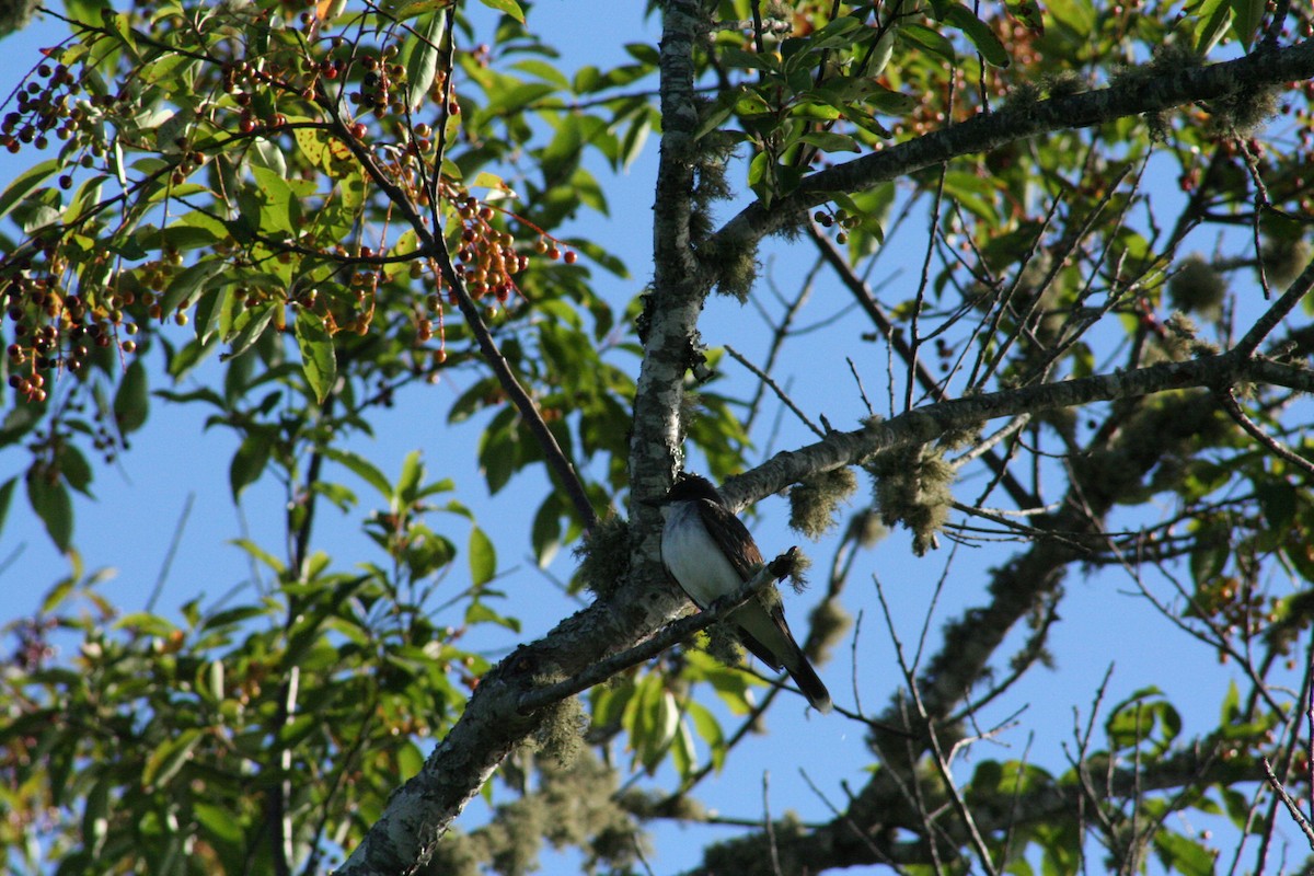 Eastern Kingbird - ML212314591