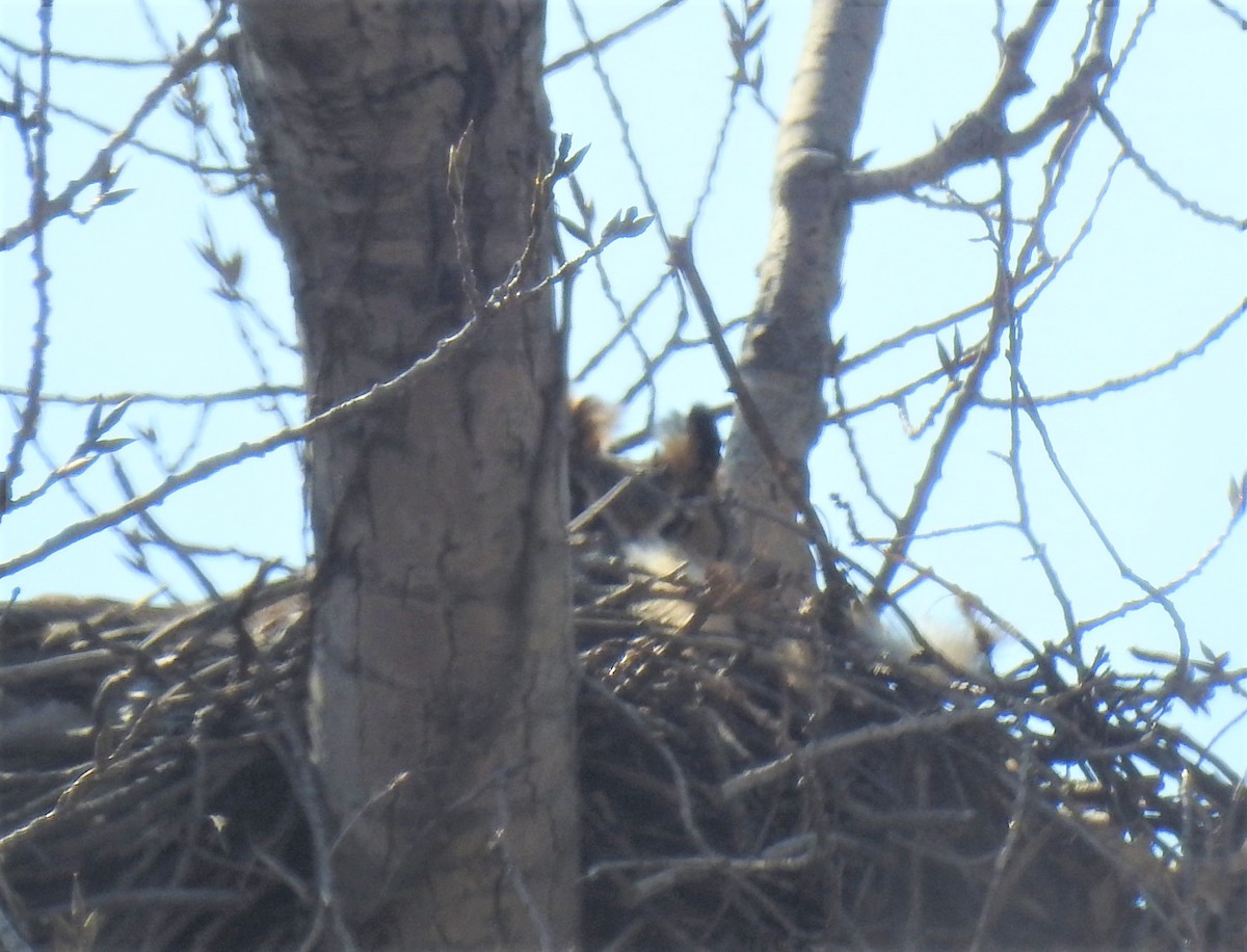 Great Horned Owl - ML212315341