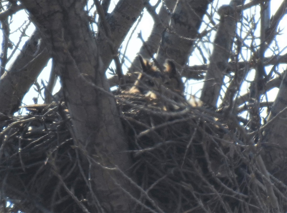 Great Horned Owl - ML212315391