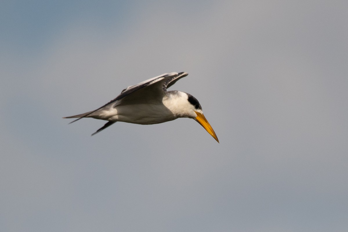 Large-billed Tern - Pablo Re