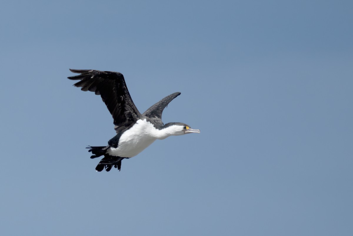 Pied Cormorant - ML212317021