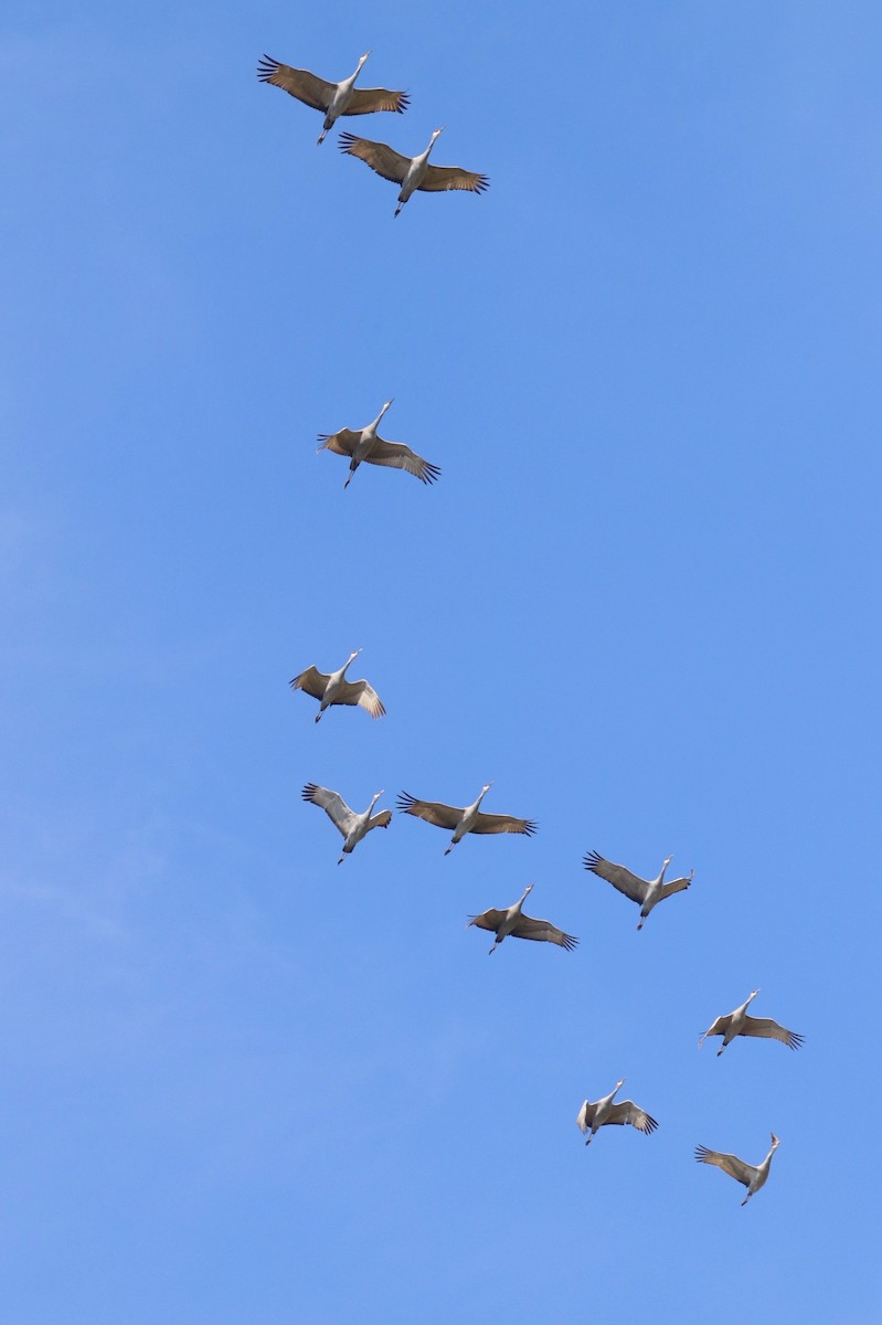 Sandhill Crane - ML212317181