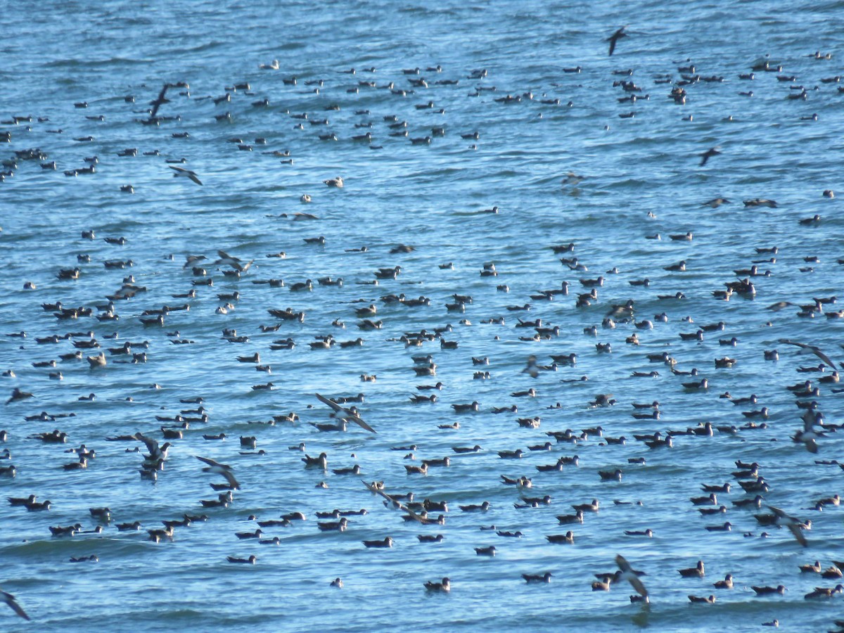 Black-vented Shearwater - ML21231771