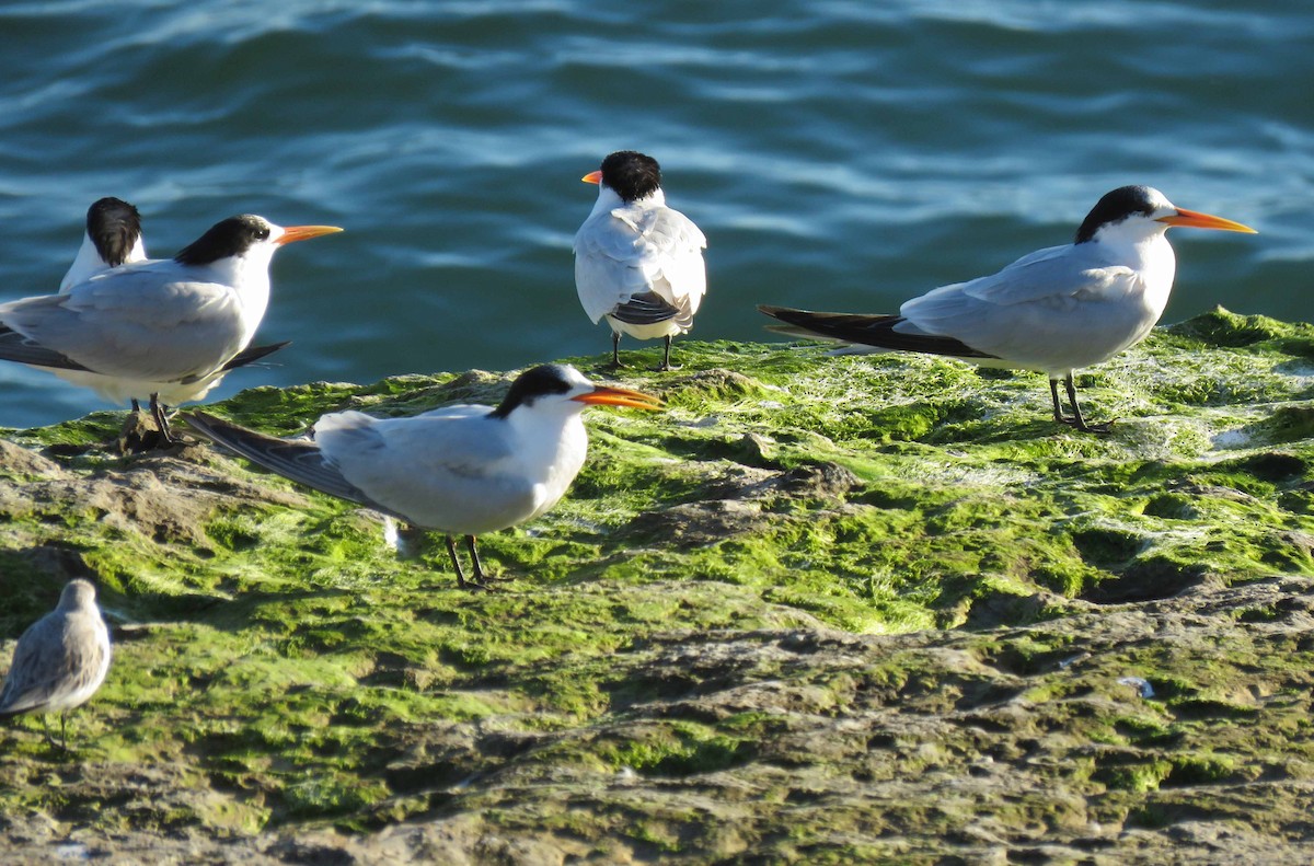 Elegant Tern - ML21231831