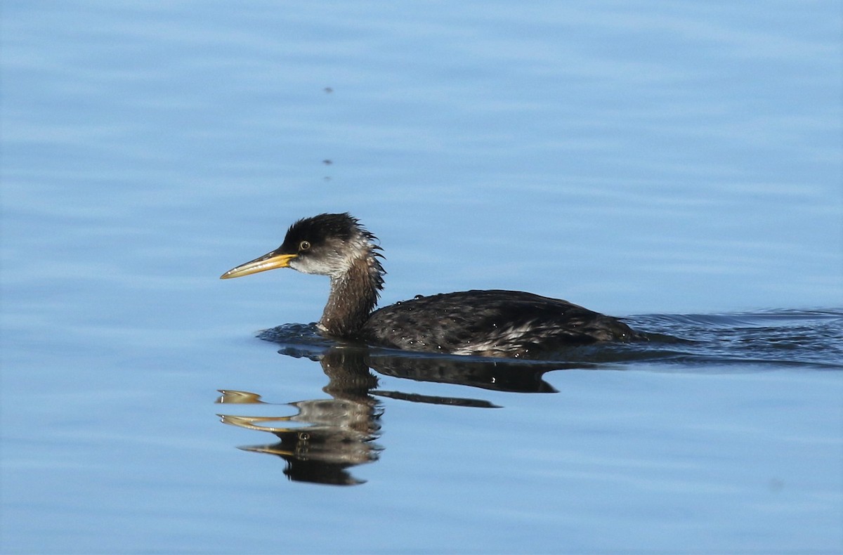 Red-necked Grebe - ML212318621