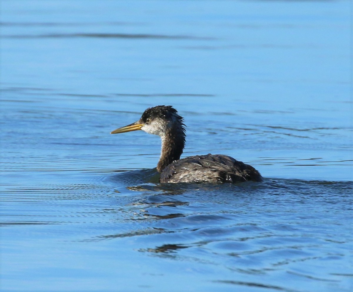 Red-necked Grebe - ML212318631