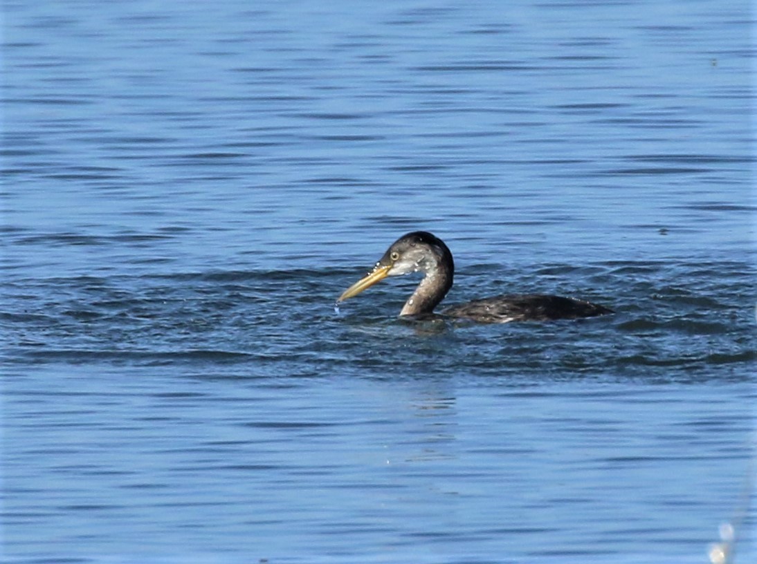 Red-necked Grebe - ML212318661