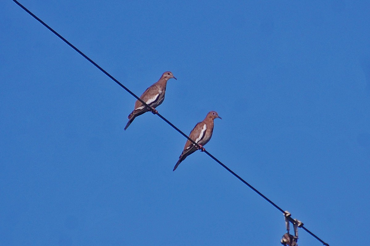 White-winged Dove - ML212319421