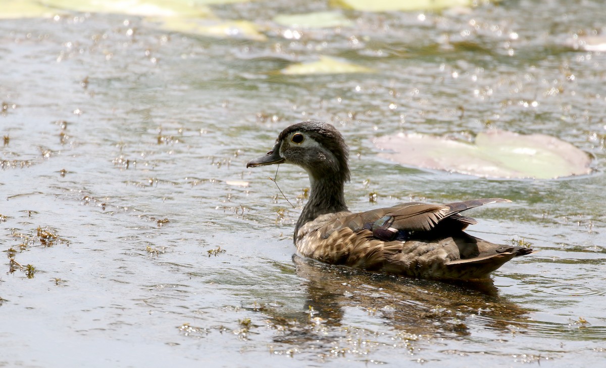 Wood Duck - ML212319561