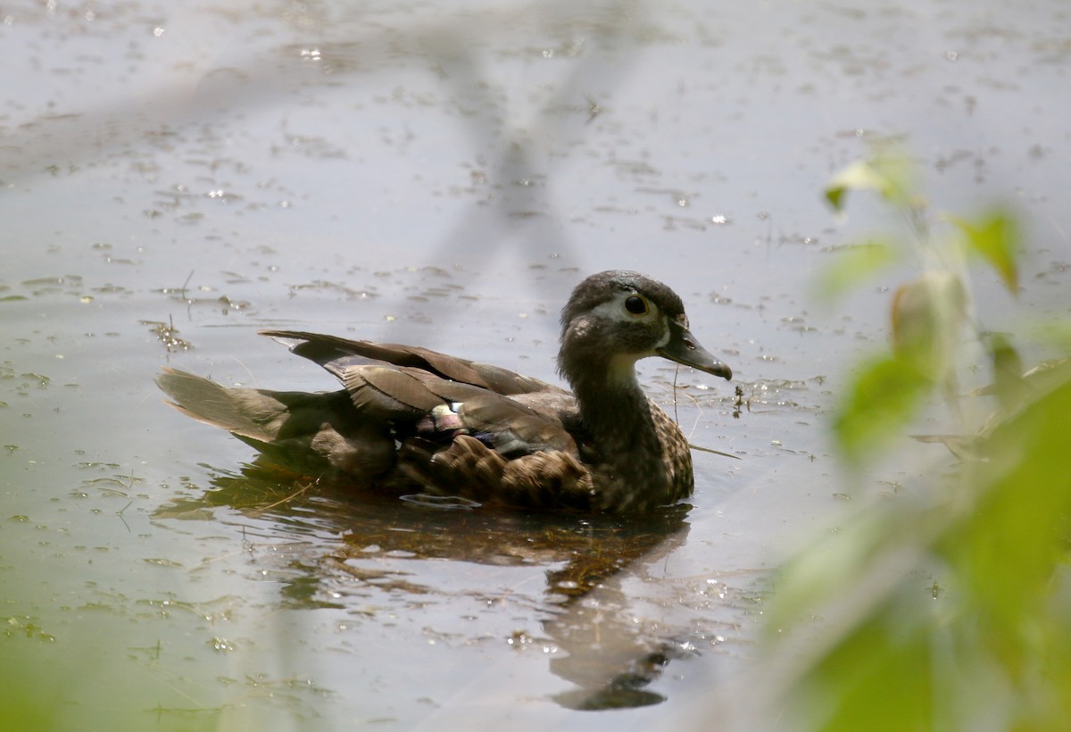 Wood Duck - ML212319601