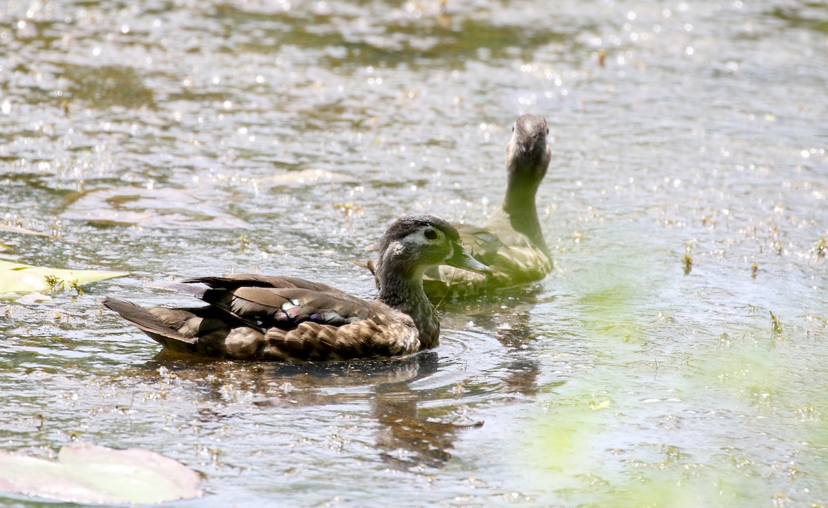 Wood Duck - Jay McGowan