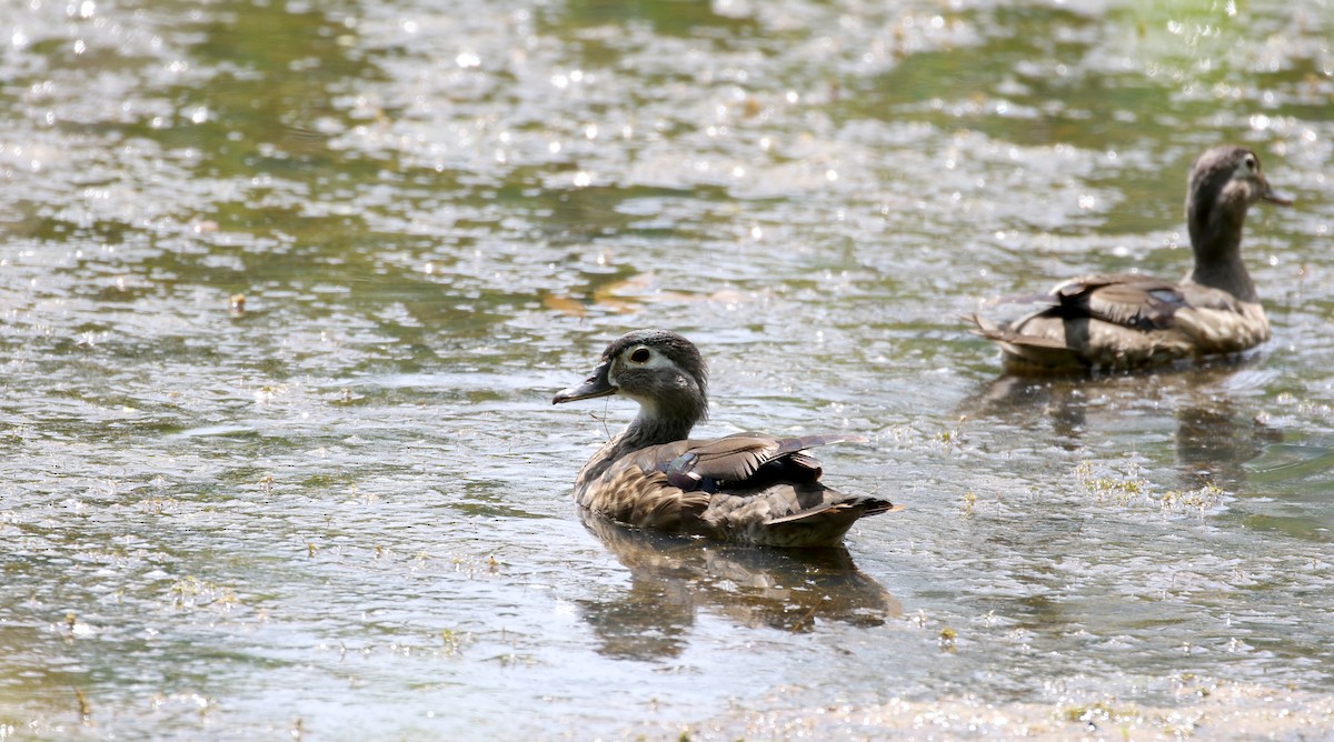 Wood Duck - ML212319831