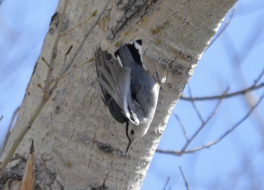 White-breasted Nuthatch - ML212320421