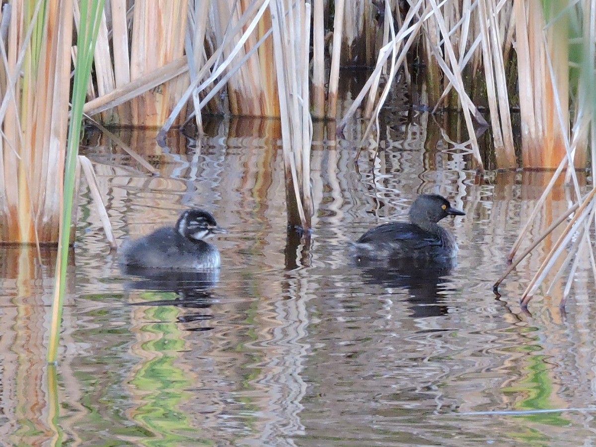Least Grebe - ML212321251