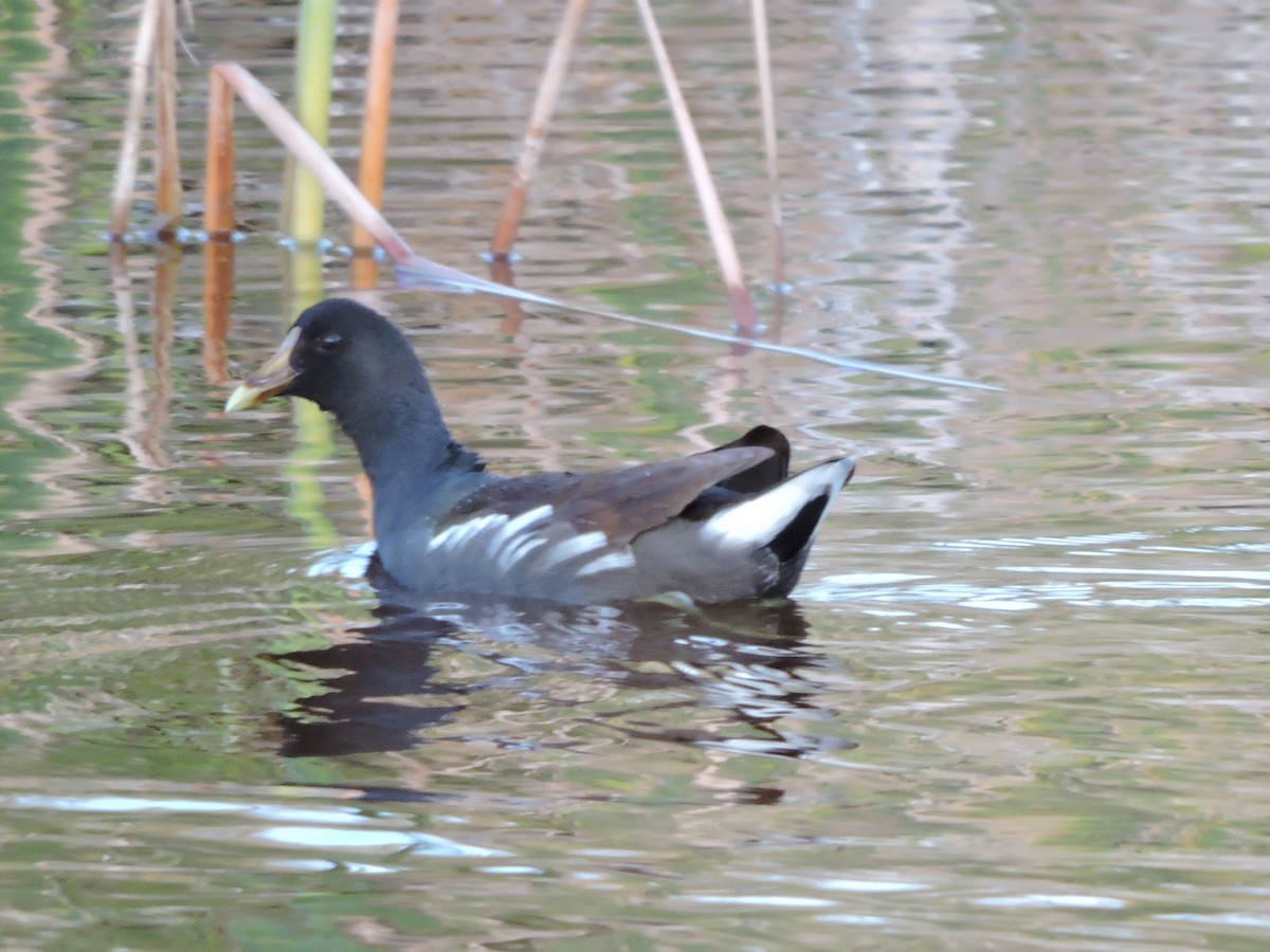 Common Gallinule - ML212321281
