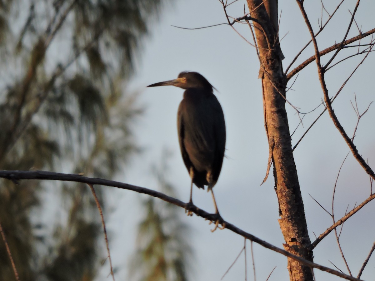 Little Blue Heron - ML212321351