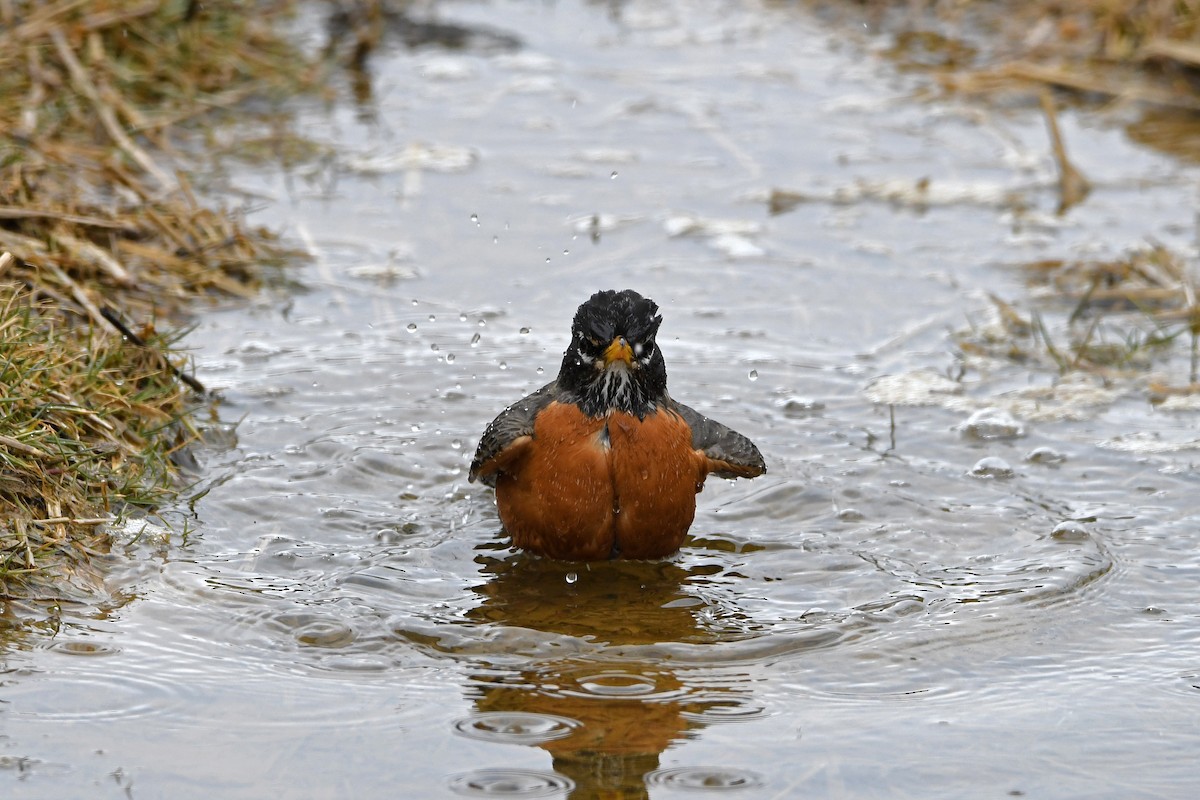 American Robin - ML212321531