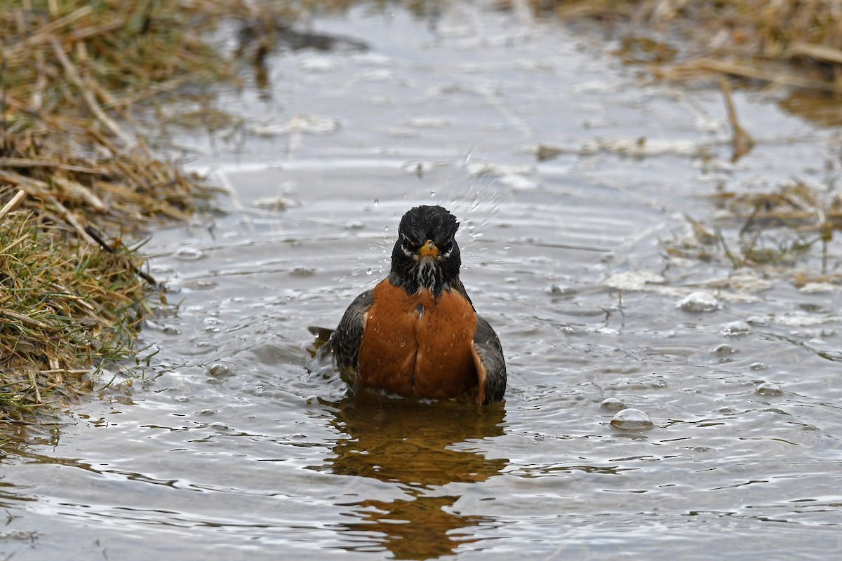 American Robin - ML212321601