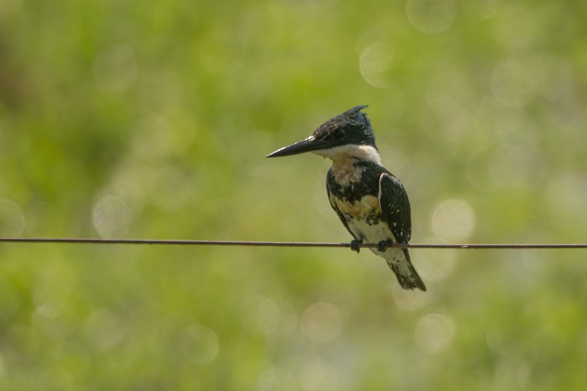 Green Kingfisher - ML212321891