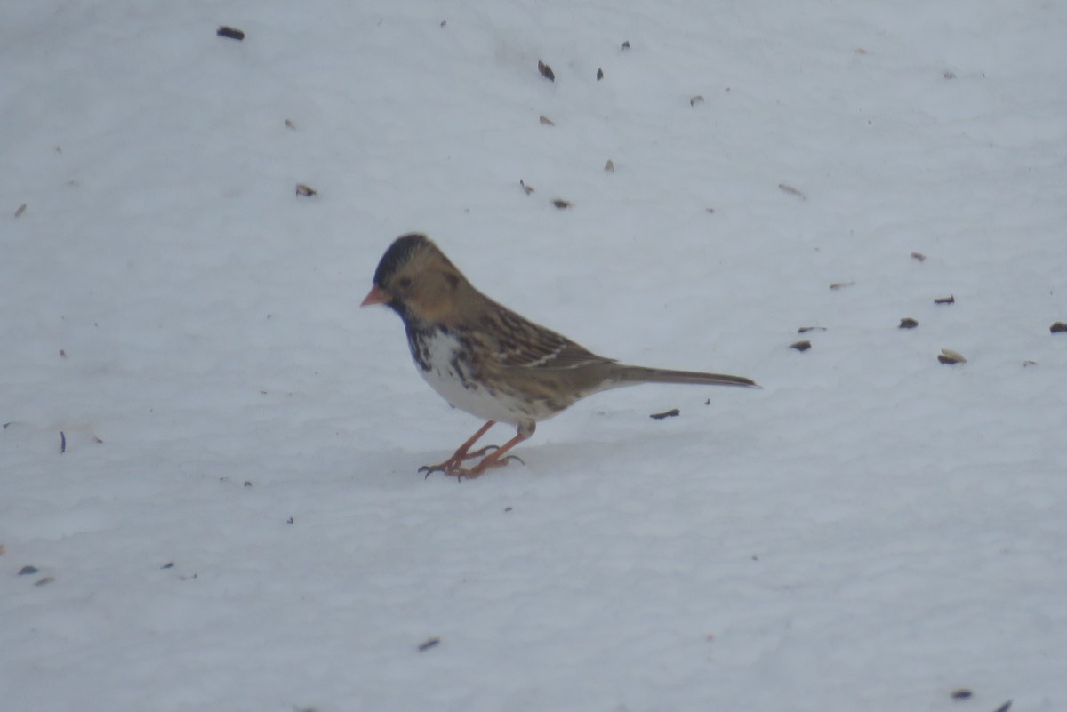 Harris's Sparrow - ML212322731