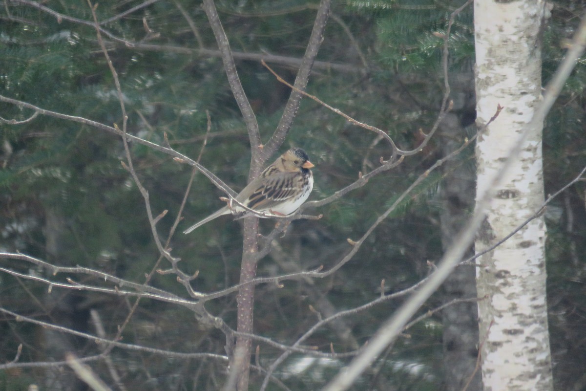 Harris's Sparrow - ML212322751